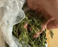 喜帅烘干紫花苜蓿草 幼兔兔粮牧草干草龙猫荷兰猪磨牙饲料毛重1kg 实拍图