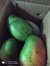 庾丰 芒果新鲜水果生鲜整箱当季大青皮芒 热带孕妇芒果 10斤装(净果9斤)单果200g+ 实拍图