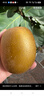 佳沛（zespri）新西兰  阳光金奇异果巨大果22粒原箱 单果重约144-175g 猕猴桃 实拍图