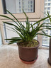 劉閣蘭花超香建兰四季兰当年开花壮苗满屋飘香室内四季常青花卉盆栽草 5苗连体【天穹蓝素】 实拍图