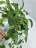 双盟绿萝盆栽除甲醛花卉绿植办公室新房净化空气160白1盆源头直发 实拍图