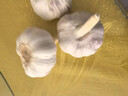 山东金乡蒜大蒜出口标准精选大蒜头蔬菜调料单果5cm 网兜装袋5头 150g 5-5.5cm特大 实拍图