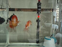创星鱼缸加热棒电加热器自动恒温水族箱小型乌龟缸加温棒HCH 【离水断电 数显】适用50L水内THE-100W 实拍图