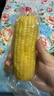 京鲜生 东北白糯玉米230g*8棒 新鲜甜糯玉米棒真空包装粘玉米 源头直发 实拍图
