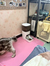 霍曼（Homerun）AI智能宠物自动喂食器视频版 猫狗喂食定时定量摄像头可视 可插卡 实拍图