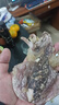 赶海弟【潍坊产地】五星5A墨鱼干200g6-10只 乌贼章目鱼干 源头直发包邮 实拍图