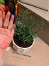 花翁盆栽可食用百里香香草植物香料 大盆迷迭香（莲花瓷盆）源头直发 实拍图