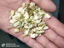 福东海 茉莉花苞100g  横县原产三伏晴天茉莉花茶干花蕾养生花茶泡水 实拍图