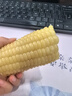 京鲜生东北白糯玉米330g*8根 甜黏玉米低脂早餐代餐粗粮真空装 源头直发 实拍图