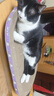 【京东物流】猫抓板磨爪猫窝一体耐磨不掉屑超大号猫玩具猫咪用品 椭圆巨无霸+猫薄荷 实拍图