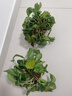 双盟绿萝盆栽除甲醛花卉绿植办公室新房净化空气 120款10盆源头直发 实拍图