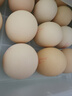 1号会员店可生食鸡蛋30枚净重3.6斤精选大码蛋礼盒装 源头直发 实拍图