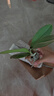 年宵花春节蝴蝶兰盆栽绿植花卉年货装饰过年四季开花大苗好养易活 白美人---【包开花】送营养液2包 带1支花剑 实拍图