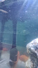 森森（SUNSUN）多功能潜水泵鱼缸上滤用增氧小型水族箱抽水泵三合一过滤器水泵 升级款6W四合一(抽水/增氧/造浪/除油膜) 实拍图