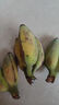 正宗苹果蕉广西香蕉自然熟新鲜水果奶蕉粉蕉小米芭蕉鹏贸 净重1斤 实拍图
