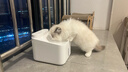 米家无线智能宠物饮水机2 小米猫咪饮水机喂水器自动循环 猫咪喂水机 实拍图