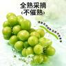 京鲜生国产阳光玫瑰净重4.5斤单果10-12g葡萄/提子 源头直发包邮 实拍图