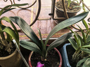 大盆君子兰盆栽名贵国宝级花卉苗绿植物圆头和尚室内客厅四季好养 【掌柜推荐】8-11片叶子+带土 送肥料 实拍图
