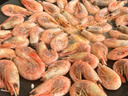 鲜京采 精选北极甜虾 净重3斤/盒 135-180只 解冻即食  实拍图