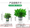 双盟绿萝盆栽除甲醛花卉绿植办公室新房净化空气180加仑4盆装源头直发 实拍图