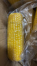 京鲜生 东北黄玉米260g*10棒 真空包装黏玉米棒粘玉米 源头直发 实拍图