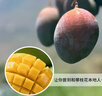 京鲜生杨枝甘露芒果 净重4.5斤 带箱5斤 单果500g+ 生鲜水果源头直发 实拍图