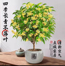 开时果 四季桂花盆栽树苗浓香型 新中式盆景办公室内绿植物源头直发包邮 精品四季桂+原土发货（不含盆） 【整高约40-50cm左右】 实拍图