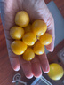 京觅 云南姑娘果5斤装带箱 灯笼果黄菇娘洋姑娘果 新鲜水果 源头直发 实拍图