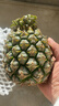 正宗海南金钻凤梨新鲜水果当季树上熟芒果凤梨【催熟食用】 1粒装单果500g-650g【7成熟，催熟再吃】 实拍图