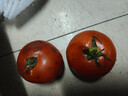 西红柿水果沙瓤番茄多汁新鲜蔬菜生鲜减肥减脂可生吃 西红柿 4斤 家庭装 实拍图