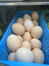 密农人家新鲜土鸡蛋 正宗农家土鸡蛋 生鲜鸡蛋 柴鸡蛋农家笨鸡蛋包邮 60枚 实拍图