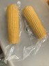 十月稻田 黄糯玉米 3.52斤(220g*8根) 25年新玉米 东北玉米 早餐 低脂粗粮 实拍图