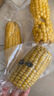 当季新货头茬东北黄甜糯玉米棒真空包装低脂黄糯大棒甜东北黏苞米 黄糯玉米【120-160克】6根 实拍图