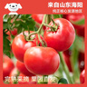 京鲜生 山东海阳普罗旺斯净重4.5斤单果150g起新鲜沙瓤西红柿源头直发 实拍图