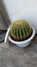 金虎狂刺仙人球盆栽植物绿植金虎超盆栽大盆栽办公室仙人掌 直径25厘米左右 含盆塑料 实拍图
