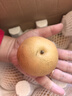 颜曼箐秋月梨 山东莱阳羊脂秋月梨新鲜孕妇水果丰水冰糖梨 5斤装甄选果 约7-12枚 净4.5斤 实拍图