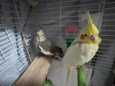开元玄凤鹦鹉专用无壳粮鹦鹉饲料鸟粮食料混合营养种子无壳粮食鸡星人 实拍图