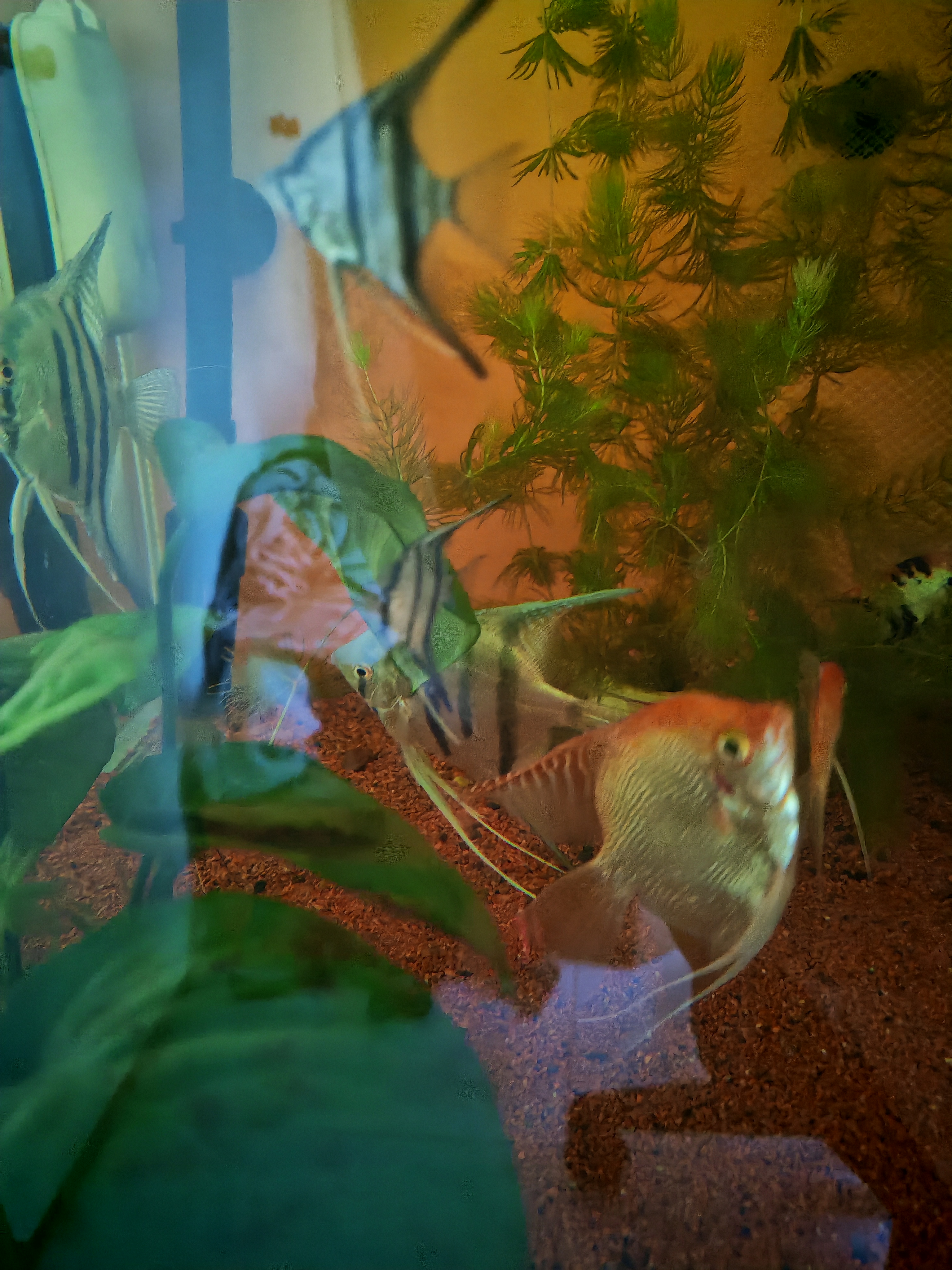 BESSN贝森金晶五线汽车级超白缸玻璃鱼缸客厅裸缸家用水草溪流缸 100*50*50cm10mm厚金晶五线超白送货到楼下 实拍图