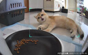 小佩宠物AI智能自动喂食器可视版 定时定量 猫狗宠物喂食 视频监控 实拍图