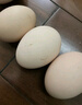 可生食鸡蛋含DHA无抗Omega-3 新鲜鸡蛋 早餐买菜无菌蛋京东包邮 540g DHA鸡蛋12枚 实拍图
