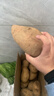 【秋冬蔬菜】正宗哈密冰糖薯直播间糖心板栗番薯超市早餐 哈密冰糖白薯 3斤 带箱 中大果（单果150g-500g） 实拍图