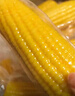 十月稻田 黄糯玉米 3.52斤(220g*8根)  杂粮粗粮 东北玉米 低脂早餐 新米 实拍图