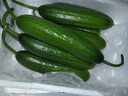 京鲜生 精品嫩水果黄瓜 净1.6斤单果70g左右 水嫩精选幼瓜 源头直发 实拍图