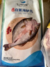 仙泉湖三去白蕉海鲈鱼1斤/条净膛冷冻刺少肉厚珠海特产500g生鲜食材 实拍图
