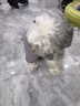 POPOCOLA小狗狗衣服羽绒秋冬季泰迪比熊雪纳瑞小型犬宠物保暖棉服冬装 灰色四脚面包服 L【建议9-11斤】 实拍图