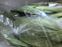 上海青约500g(油菜) 实拍图