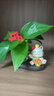 京东鲜花招财猫水培花瓶家居客厅装饰品办公桌面工位摆件水养器皿花盆摆设 实拍图