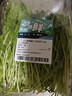 【春菜】芝麻菜150g 实拍图