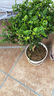 京云梦清香木盆栽胡椒木防蚊虫驱蚊草土培好养绿植室内塑料盆源头直发 实拍图