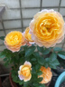 坤卉【养死补发】阳台盆栽月季花四季开花玫瑰花树苗耐寒耐旱灌木月季 实拍图